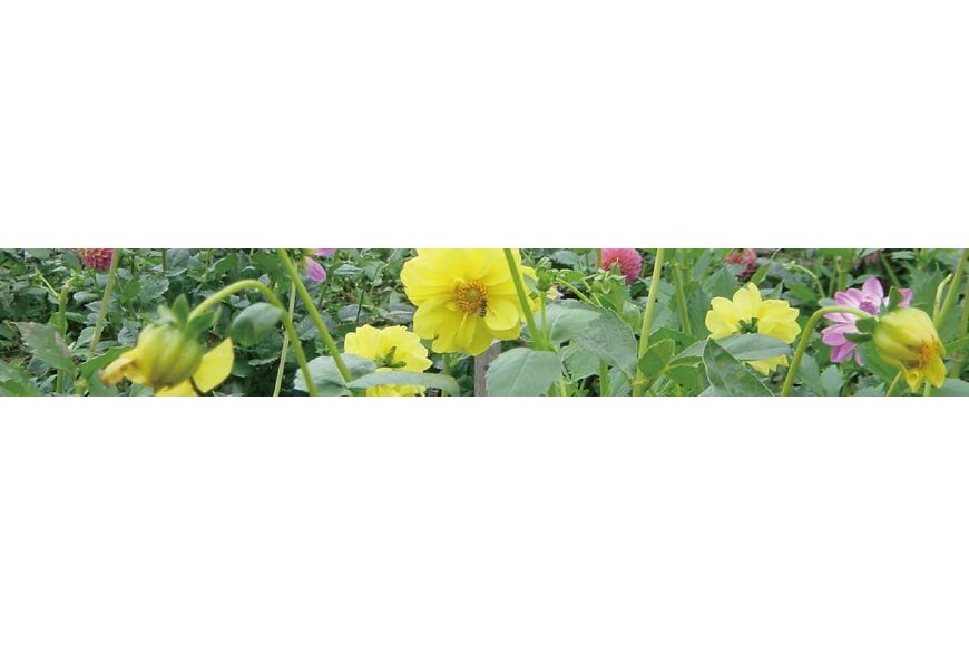 塙町ってどんなところ?拡大画像