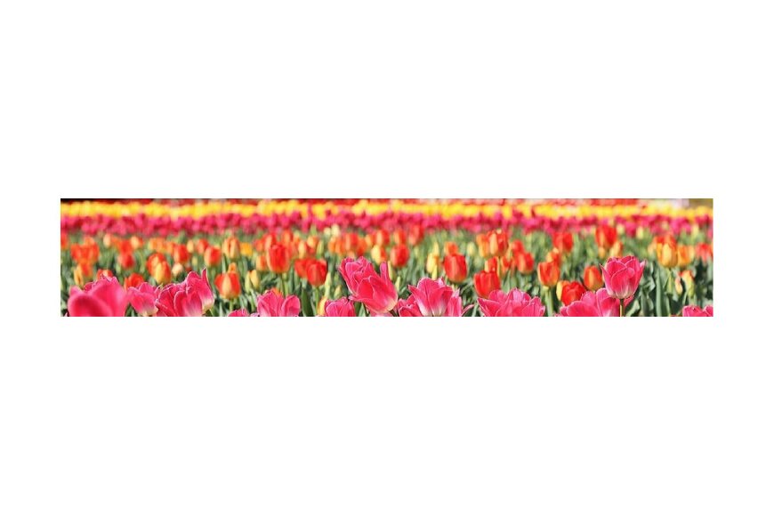 稲敷市ってどんなところ?拡大画像