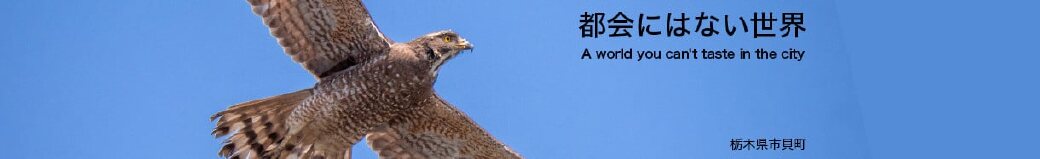 栃木県市貝町
