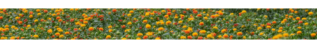 埼玉県桶川市