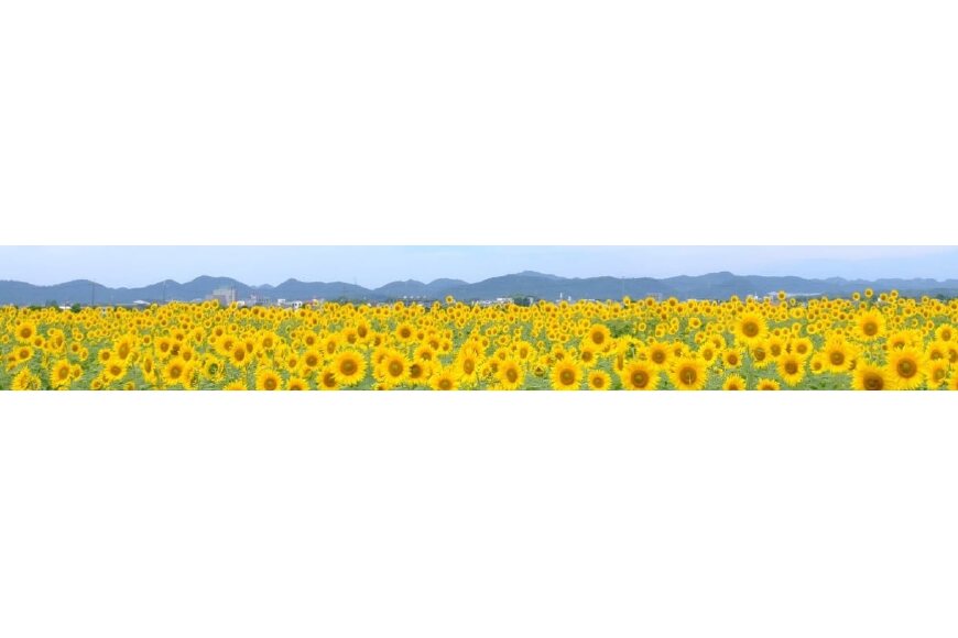 小野市ってどんなところ?拡大画像