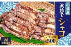 小樽産 漁師直送 浜茹で シャコ (冷凍) オス・メス 各500g 計1kg(各8匹～) 【2025年12月下旬発送予定】