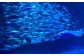おたる水族館 飼育員体験 オリジナルポスター付