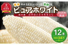 【先行予約】白いとうもろこしピュアホワイト 12本 3.6kg(2025年8月下旬より発送予定) 【 人気 北海道産 糖度 生 野菜 スイートコーン 産地直送 バーベキュー BBQ コーン 旬 お取り寄せ 旭川市 北海道 送料無料 】_00407