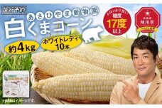 【先行予約】あさひやま動物園しろくまコーン約4kg(ホワイトレディ10本)2025年8月下旬～発送開始予定 【 とうもろこし 人気 北海道 糖度 野菜 白いとうもろこし 白いスイートコーン 産地直送 ホワイトレディ コーン 玉蜀黍 旬 お取り寄せ 旭川市 北海道 】_00308