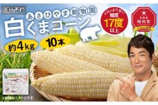 【26年発送先行予約】あさひやま動物園しろくまコーン 10本（約4kg）2026年8月下旬から発送開始予定 【 とうもろこし 人気 北海道 糖度 野菜 白いとうもろこし 白いスイートコーン 産地直送 ホワイトレディ コーン 玉蜀黍 旬 お取り寄せ 旭川市 北海道 】_00308