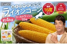 【先行予約】あさひやま動物園ライオンコーン約4kg(ゴールドラッシュ10本)2025年8月下旬～発送開始予定 【 とうもろこし 人気 北海道 糖度 野菜 スイートコーン 産地直送 ゴールドラッシュ コーン 旬 お取り寄せ 旭川市 北海道 】_00307