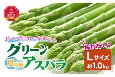 夏収穫グリーンアスパラ Lサイズ 1kg（2025年7月上旬～発送開始予定）【 アスパラ アスパラガス 朝採り とれたて 野菜 旬 小分け 保存 産直 産地直送 お取り寄せ 旭川市 北海道 】_00414
