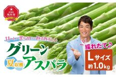 夏収穫グリーンアスパラ Lサイズ 1kg（2025年7月上旬～発送開始予定）【 アスパラ アスパラガス 朝採り とれたて 野菜 旬 小分け 保存 産直 産地直送 お取り寄せ 旭川市 北海道 】_00414