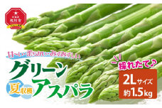 夏収穫グリーンアスパラ 2Lサイズ 1.5kg（2025年7月下旬～発送開始予定）【 アスパラ アスパラガス 朝採り とれたて 野菜 旬 小分け 保存 産直 産地直送 お取り寄せ 旭川市 北海道 】_00415