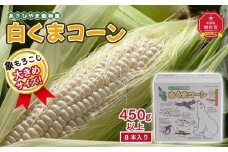 【先行予約】象もろこし（白くまコーン）大きいサイズのトウモロコシ　450ｇ以上8本入り (2025年8月下旬～発送開始予定) 【 とうもろこし 人気 北海道 糖度 野菜 白いとうもろこし 白いスイートコーン 産地直送 ホワイトレディ コーン 玉蜀黍 旬 お取り寄せ 旭川市 北海道 】_01413
