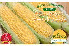 【26年先行予約】朝採り とうもろこし ゴールドラッシュ 約6kg (L～2Lサイズ×15本) (2026年8月中旬発送予定) 【 人気 北海道産 糖度 生 野菜 スイートコーン 産地直送 バーベキュー BBQ コーン 旬 お取り寄せ 旭川市 北海道 】_01707