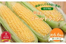 【先行予約】朝採り とうもろこし ゴールドラッシュ 約6.6kg (M～Lサイズ×20本)(2025年8月下旬発送予定) 【 人気 北海道産 糖度 生 野菜 スイートコーン 産地直送 バーベキュー BBQ コーン 旬 お取り寄せ 旭川市 北海道 】_01708