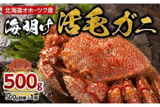 【先行予約】北海道オホーツク産海明け活毛ガニ　ボイル未冷凍配送(チルド 冷蔵配送)　500g前後　1尾（2026年3月下旬より発送予定）_03499