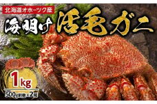 【先行予約】北海道オホーツク産海明け活毛ガニ　ボイル未冷凍配送(チルド 冷蔵配送)　500g前後　2尾　（2026年3月下旬より発送予定）_03500