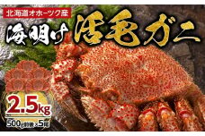 【先行予約】北海道オホーツク産海明け活毛ガニ　ボイル未冷凍配送(チルド 冷蔵配送)　500g前後　5尾　（2026年3月下旬より発送予定）_03503