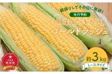 【先行予約】朝採り　とうもろこし　ゴールドラッシュ　約3kg（L～2Lサイズ× 8本）（2025年8月下旬から順次発送予定）【 人気 北海道産 糖度 生 野菜 スイートコーン 産地直送 バーベキュー BBQ コーン 旬 お取り寄せ 旭川市 北海道 】_04659