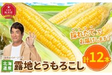 【先行予約】露地とうもろこし　合計12本　2025年8月下旬から発送開始予定 【とうもろこし 人気 北海道産 糖度 生 野菜 スイートコーン 産地直送 バーベキュー BBQ コーン 旬 お取り寄せ 旭川市 北海道 】_04755