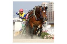 ＜北海道帯広＞世界にたったひとつ!ばんえい競馬　個人冠協賛レース_ 協賛 個人 ばんえい競馬 競馬 希少 人気 おすすめ 送料無料 贈答 ギフト プレゼント 北海道 帯広 【1205457】