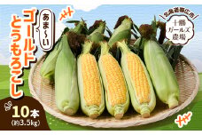 先行受付＜十勝ガールズ農場＞直送 朝もぎつぶつぶ「あま～いゴールドとうもろこし」10本【1462030】