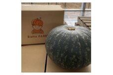 北海道帯広市産　かぼちゃ「きみまろん」5kg　糖度15～19度【1608373】