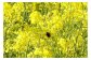 高純度！天然生はちみつ！　「いわみざわ産・菜の花はちみつ×２個」【18012】
