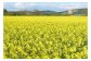高純度！天然生はちみつ！　「いわみざわ産・菜の花はちみつ×２個」【18012】