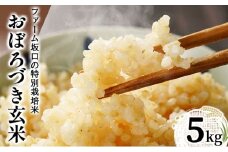 令和7年産!ファーム坂口の特別栽培米 おぼろづき玄米 5kg(5kg×1) | 北海道岩見沢産 おぼろづき 玄米 5kg 10kg 15kg 30kg 北海道 岩見沢市