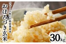 令和7年産!ファーム坂口の特別栽培米 おぼろづき玄米 30kg(30kg×1) | 北海道岩見沢産 おぼろづき 玄米 5kg 10kg 15kg 30kg 北海道 岩見沢市