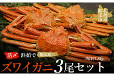 活〆浜茹でズワイガニ冷凍3尾セット（網走加工）【 ふるさと納税 人気 おすすめ ランキング ズワイガニ ずわいがに かに カニ 蟹 ガニ ズワイ ずわい 浜茹で 3尾 1.8kg セット 冷凍 海鮮 新鮮 海鮮丼 オホーツク 北海道 網走市 送料無料 】 ABAO1004