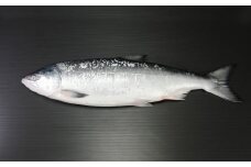 【先行予約】鮭 最高級天然時鮭1本物 ※着日指定不可（2025年6月以降発送予定）【 ふるさと納税 人気 おすすめ ランキング さけ サケ しゃけ シャケ 鮭 時鮭 切り身 ロシア産 冷凍 真空パック おかず おつまみ 北海道 網走市 送料無料 】 ABX041
