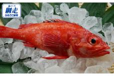 網走産 北海道を代表とする高級魚きんき（キチジ）冷凍大サイズ約500g！数量限定！北海道では鯛などの代わりにお祝い事などに使われてる魚です！ ※着日指定不可 【 ふるさと納税 人気 おすすめ ランキング きんき キンキ キチジ 吉次 魚介 魚介類 高級魚 オホーツク産 絶品 煮つけ 鍋 おつまみ 北海道 網走市 送料無料 】 ABX028