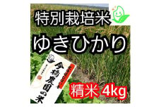 【希少品種】今橋農園の「ゆきひかり」4kg　精米　特別栽培米　令和５年産