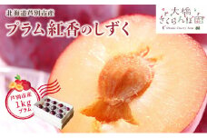 【先行受付】 プラム 紅香のしずく 1kg 北海道 芦別市 大橋さくらんぼ園[№5342-0057]