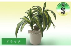 光触媒・造花 ドラセナ 約25cm 観葉植物 植物 北海道 芦別市 日本インソール工業 [№5342-0135]