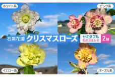 【数量限定】北海道芦別市 石黒花園 クリスマスローズ セミダブル 2鉢 色・形おまかせ[№5342-0337]
