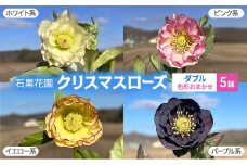 【数量限定】北海道芦別市 石黒花園 クリスマスローズ ダブル 5鉢 色・形おまかせ[№5342-0339]