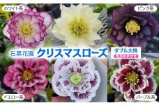 【数量限定】北海道芦別市 石黒花園 クリスマスローズ ダブル 大株 色・形おまかせ[№5342-0341]