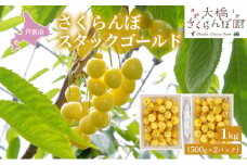 【先行受付】さくらんぼ スタックゴールド1kg（500g×2パック）サクランボ 黄 大橋 芦別 希少 [№5342-0285]