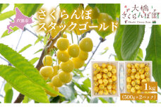【先行受付】さくらんぼ スタックゴールド1kg（500g×2パック）サクランボ 黄 大橋 芦別 希少 [№5342-0285]