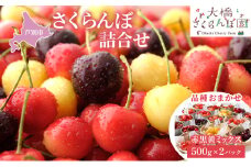 さくらんぼ 500g ×2 パック 赤黒黄ミックス 大橋さくらんぼ園 サクランボ チェリー 果物 果物類 フルーツ デザート 完熟 新鮮 美味しい 人気 北海道 芦別市 [№5342-0713]