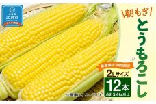 【先行予約・数量限定】朝もぎとうもろこし 2Lサイズ 12本(1本 450g以上・合計 5.4kg以上)