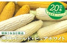 北海道産とうもろこし（恵味ゴールド10本・ピュアホワイト10本セット）