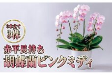 赤平長持ち胡蝶蘭ピンクミディ3株3本立て  胡蝶蘭 花 ギフト プレゼント お祝い 贈り物 