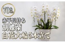 赤平長持ち胡蝶蘭白花大輪5本立て（70輪以上）胡蝶蘭 花 ギフト プレゼント お祝い 贈り物 