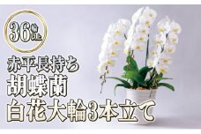 赤平長持ち胡蝶蘭白花大輪3本立て（36輪以上）胡蝶蘭 花 ギフト プレゼント お祝い 贈り物 