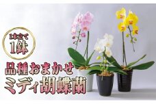 品種おまかせミディ胡蝶蘭1本立て1鉢 胡蝶蘭 花 ギフト プレゼント お祝い 贈り物 