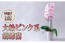 大輪ピンク系胡蝶蘭1本立て 胡蝶蘭 花 ギフト プレゼント お祝い 贈り物 