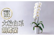 大輪白花系胡蝶蘭1本立て 胡蝶蘭 花 ギフト プレゼント お祝い 贈り物 