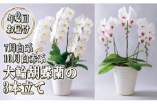 大輪胡蝶蘭の3本立ての年2回お届け（7月：白系、10月：白赤系）胡蝶蘭 花 ギフト プレゼント お祝い 贈り物 